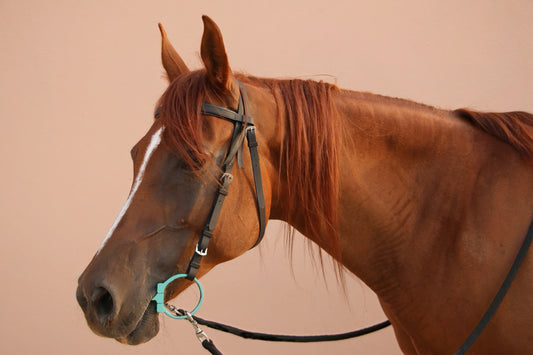 رأسيّة ذا رانش